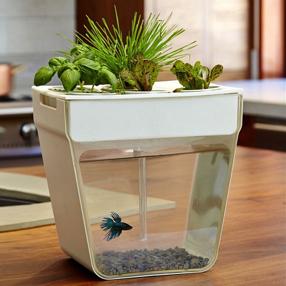 Aquaponics Fish Garden Combines Self-Cleaning Aquarium And Herb Garden 