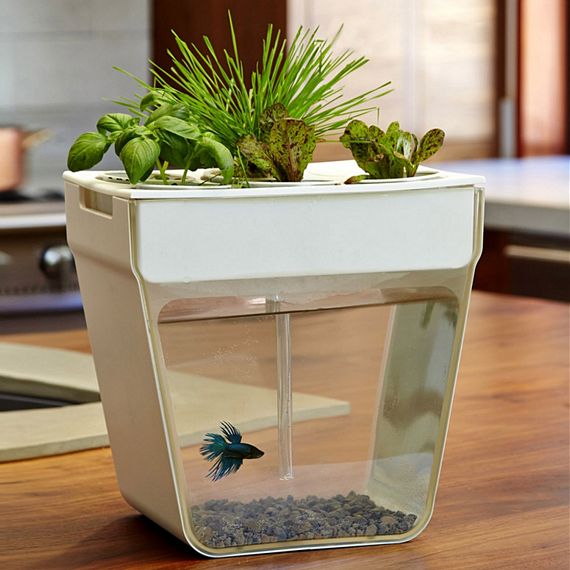 Aquaponics Fish Garden Combines Aquarium And Herb Garden