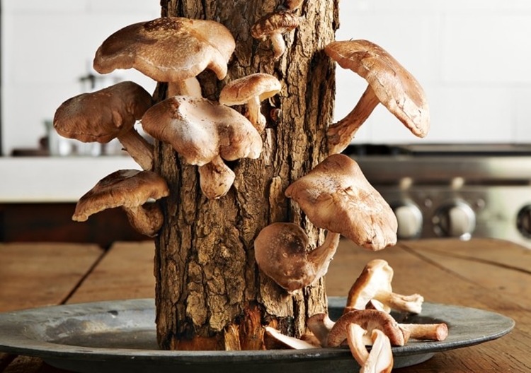 shiitake-mushroom-log-2