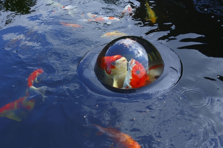 floating-fish-dome-1