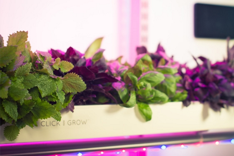 click-grow-smart-farm-3
