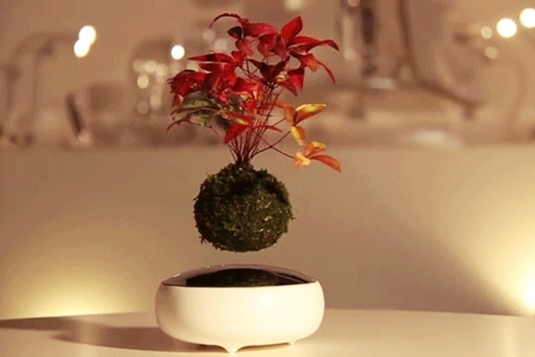 air-bonsai-1