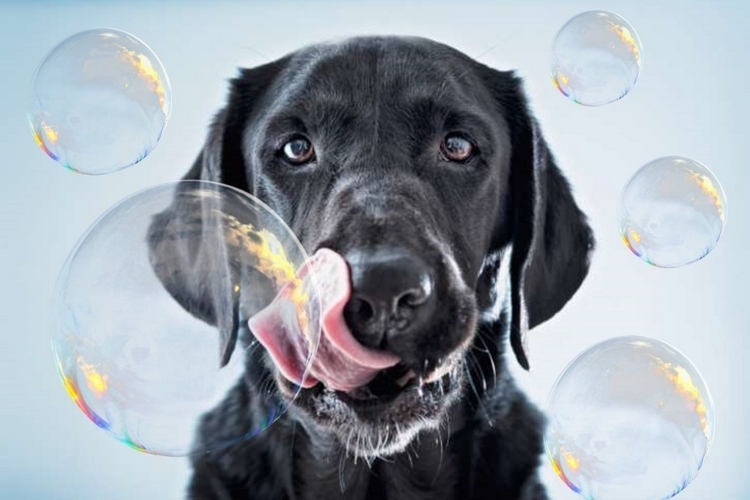 bubble-lick-edible-bubbles-2