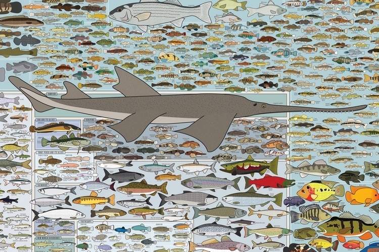 popchart-lab-freshwater-fish-america-print-2